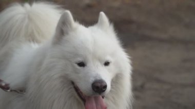 köpek doğurmak Samoyed kabuk