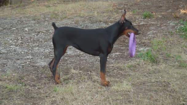 Doberman hund leker med en gummiring — Stockvideo