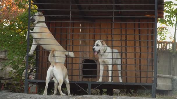 Hundar rasen herdehund valpar i voljär — Stockvideo