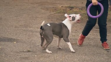 köpek yavrusu stafford sahada oynuyor.