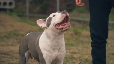 köpek yavrusu stafford sahada oynuyor.