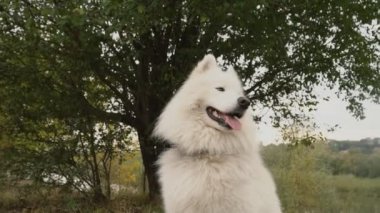 Samoyed köpek park
