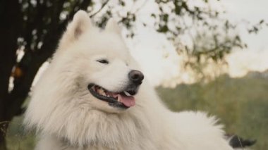 Samoyed köpek park