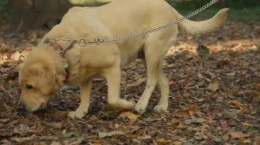bir labrador kızla