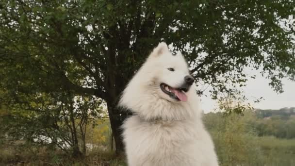 Chien samoyed dans le parc 