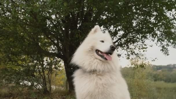 Самойдський собака в парку — стокове відео