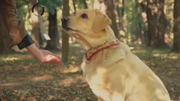 Dog breed labrador golden color — Stock Video