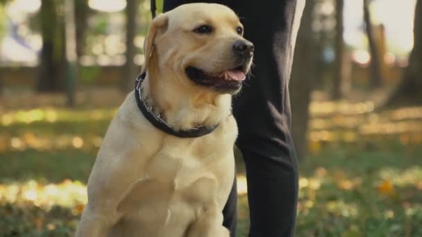 Chien race labrador couleur dorée — Video