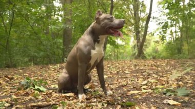 stafford köpek ırkları