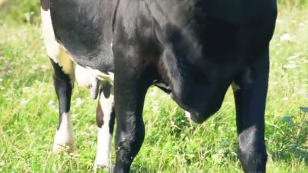 芝生の上で放牧牛 — ストック動画