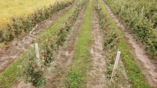 Appelboomgaard van een birds eye view — Stockvideo