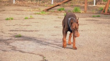 Doberman köpek oyun