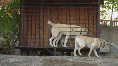 köpek Alabai büyük kuş kafesi içinde yetiştirmek.