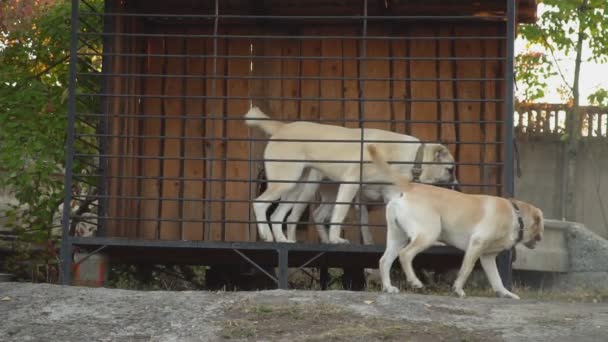 Цікавиться собаками породи алабая у вольєрах — стокове відео