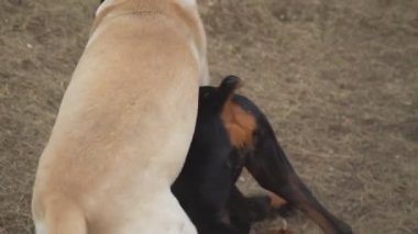 Doberman ve labrador oyun