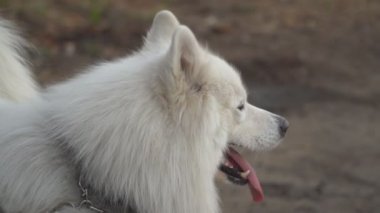 köpek doğurmak Samoyed kabuk