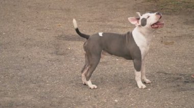 köpek yavrusu stafford sahada oynuyor.