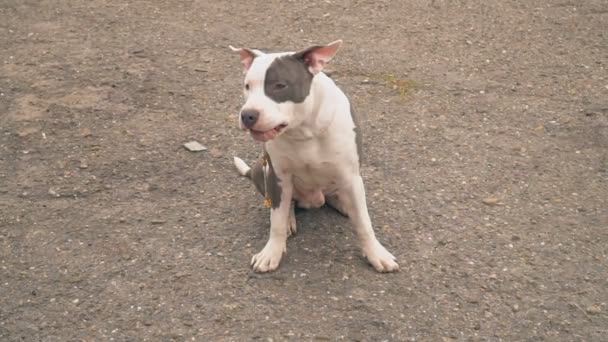 Cachorrinho Stafford no parque infantil — Vídeo de Stock