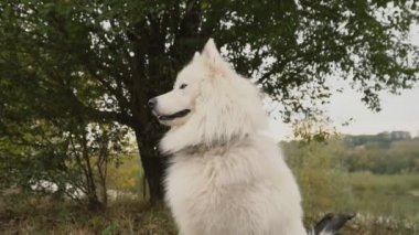 Samoyed köpek park