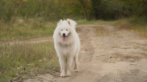 Samoyedo perro en parque — Vídeos de Stock