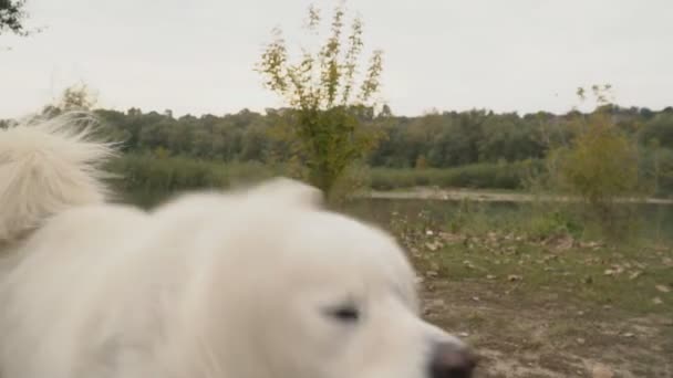 Samoyedo perro en parque — Vídeo de stock