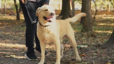 köpek doğurmak labrador altın renk