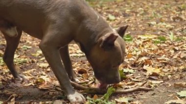 stafford köpek ırkları