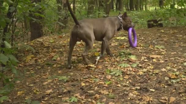 Razas de perros stafford — Vídeo de stock