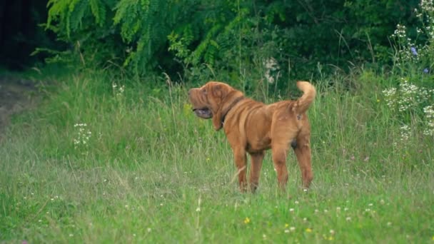 The breed of shar pei — Stock Video