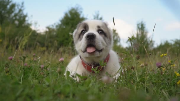 Cachorro da raça Alabai — Vídeo de Stock