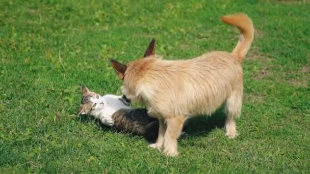 La batalla de un perro y un gato — Vídeos de Stock