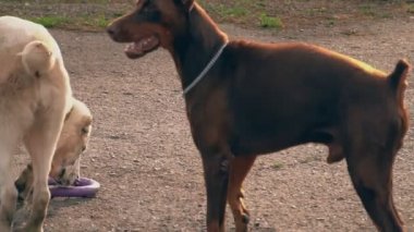 Doberman doğurmak köpek havlıyor