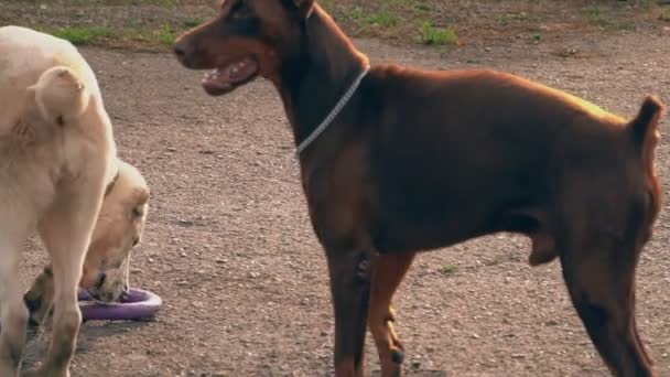 Doberman raza perro ladrando — Vídeo de stock