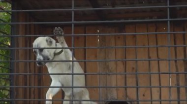 köpek doğurmak Alabai büyük kuş kafesi