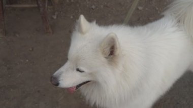 köpek doğurmak Samoyed kabuk