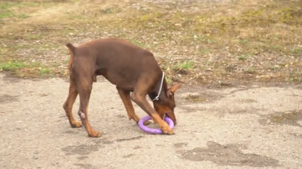 Doberman cão brinca com um anel de borracha — Vídeo de Stock