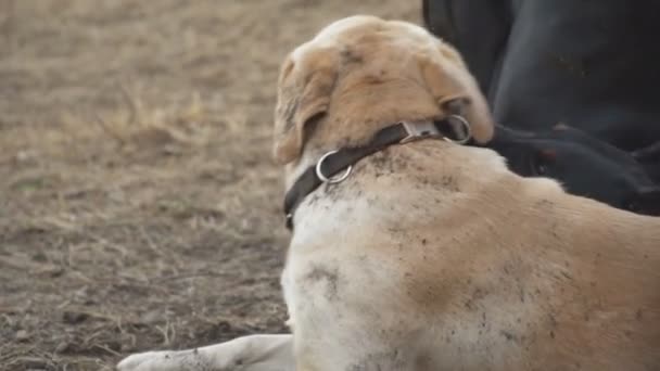 Doberman y labrador juegan — Vídeos de Stock