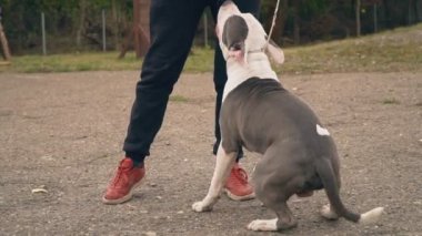 Bahçesi, Stafford köpek yavrusu