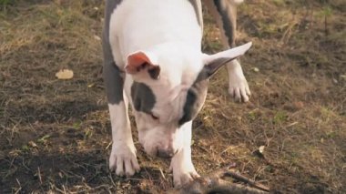 Stafford bir ahşap bar nibbles