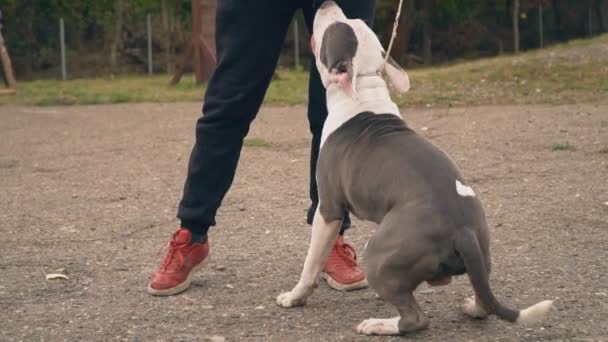 Stafford cachorro en el patio de recreo — Vídeos de Stock