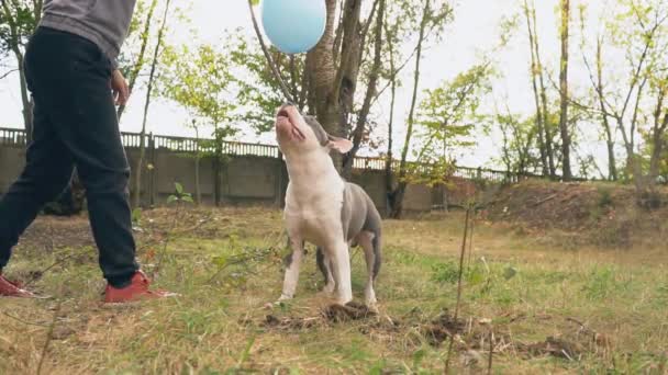 Köpek yavrusu stafford sahada oynuyor. — Stok video