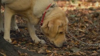 köpek doğurmak labrador altın renk