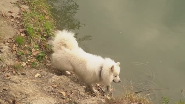 Samojedvalpar hund i parken — Stockvideo