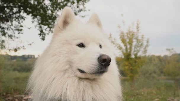 Samoyed cão no parque — Vídeo de Stock