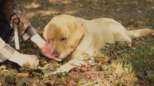 犬は、ラブラドールが黄金色を品種します。 — ストック動画