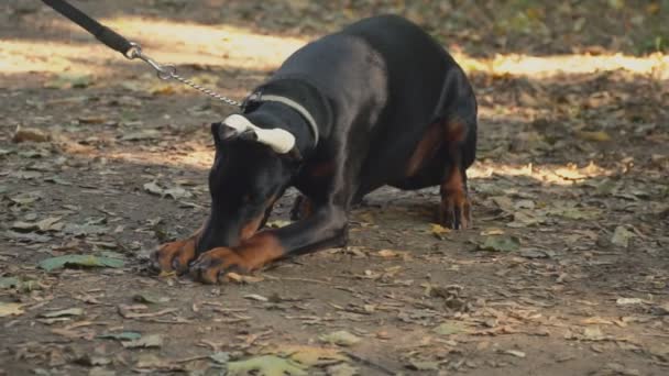 Порода собак Доберман в парке — стоковое видео