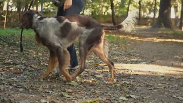 Französischer Ethanolhund im Park — Stockvideo
