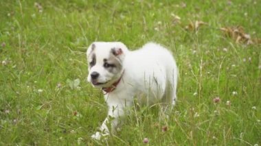 Alabai doğurmak köpek yavrusu