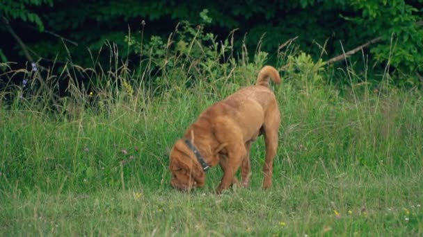 Cins shar pei — Stok video