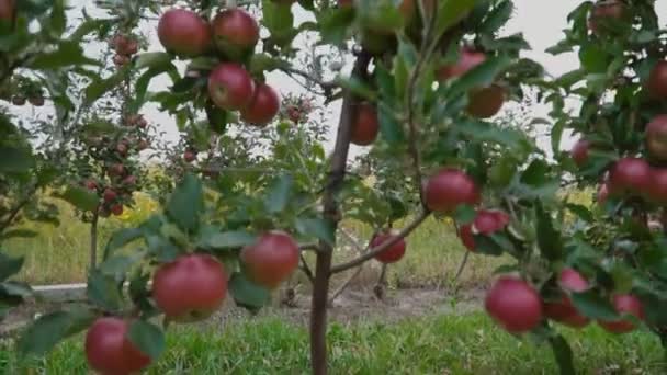 赤いリンゴのクローズ アップ — ストック動画